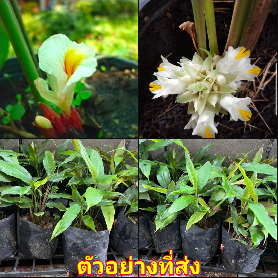 (1ต้น) ต้น ต้นว่านดอกทอง ว่านดอกทอง ว่านมหาเสน่ห์ ดอกทองเขมร รากราคะ / นิรัชพร