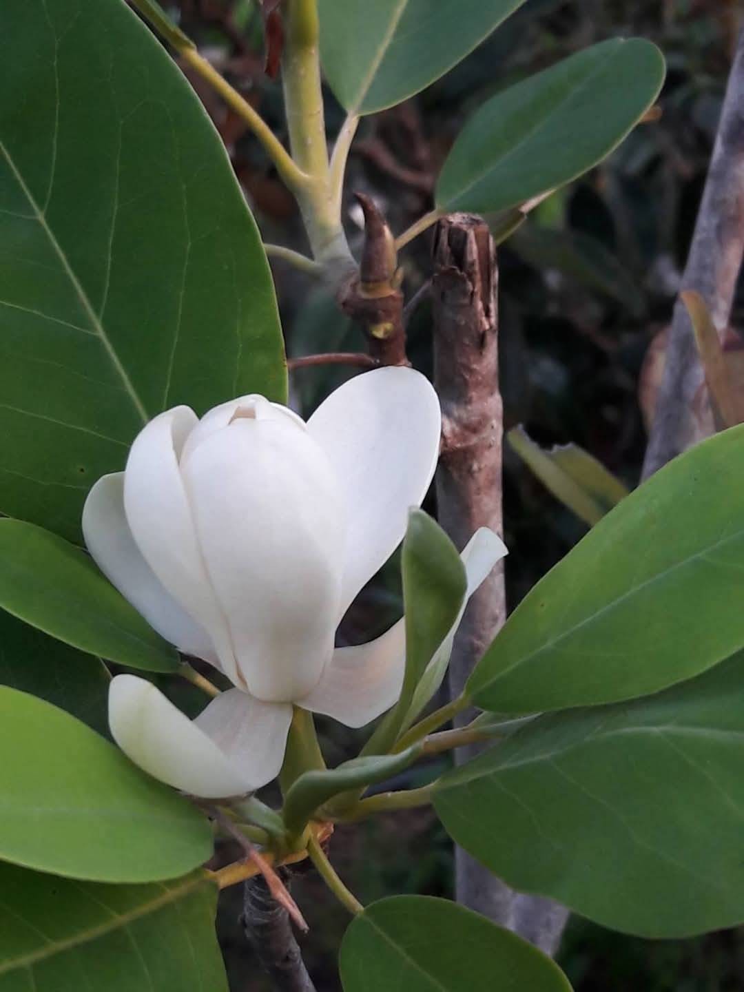 แมกโนเลียเวอร์จิเนียน่า Magnolia virginiana สวีทเบย์ แมกโนเลีย Sweetbay Magnolia / apahcin /nivan