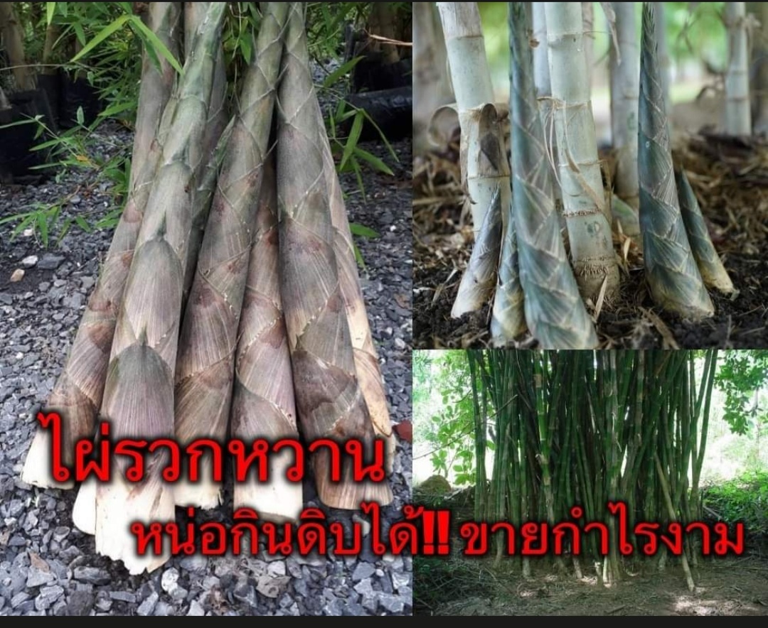 (ขายเมล็ดพันธ์) ไผ่รวกหวาน กินดิบได้!! หวานเหมือนยอดมะพร้าว ไผ่ ต้นไผ่ เมล็ด พันธ์