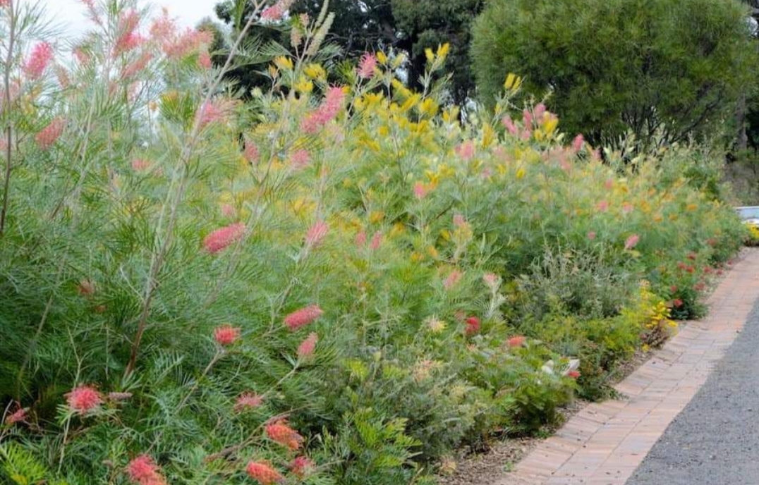 รบกวน สั่งซื้อ ผ่านไลน์ เท่านั้น (1ต้น) สูง 250cm ต้น สนเกรวิลเลีย Grevillea Bush Lemons yellow กรีวิเลีย บุช เลมอน ดอก สีเหลือง Sakphong