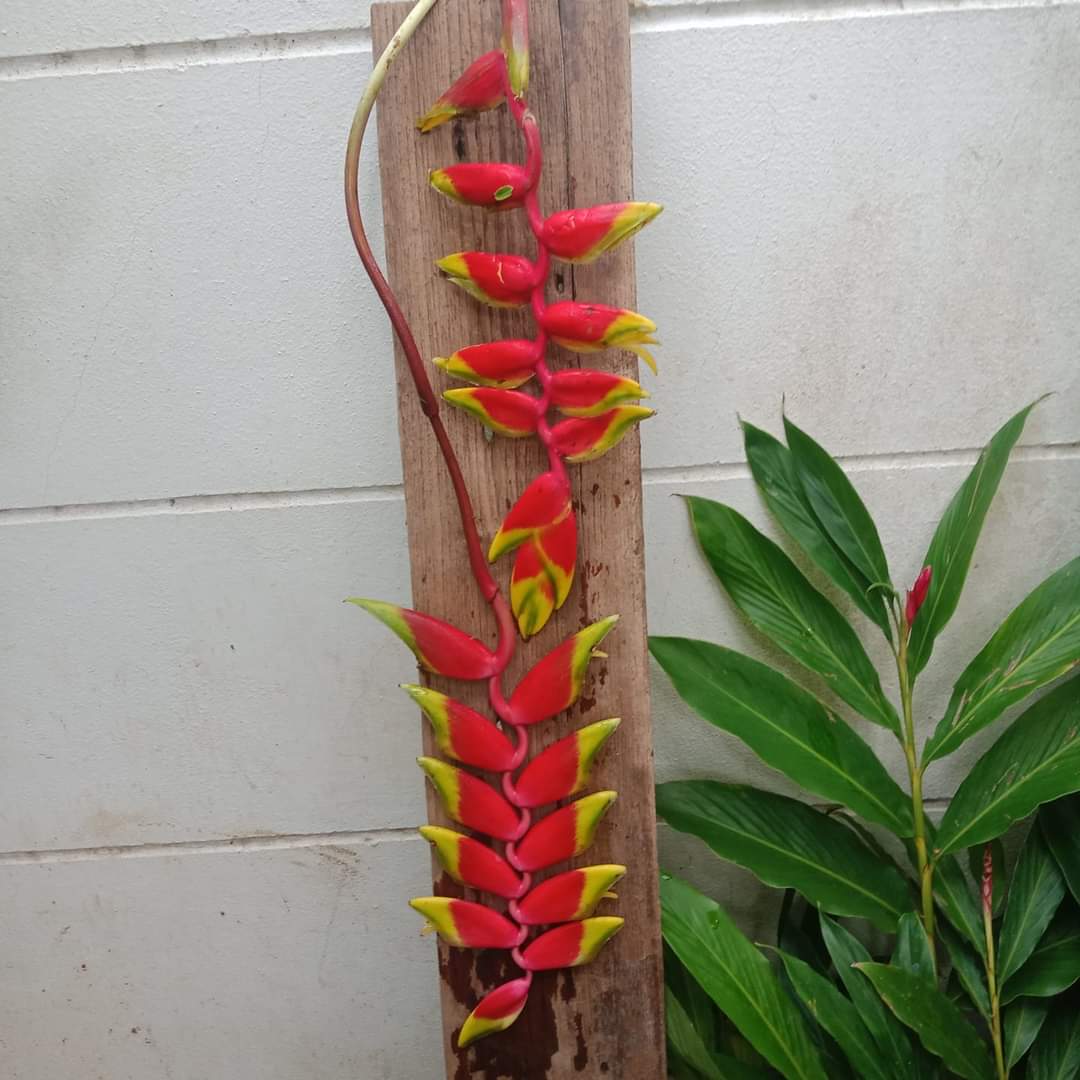 (1หน่อ)(ขาย หน่อพันธุ์) ดอก ต้น หน่อ เหง้า Heliconia rostrata TEN DAY เฮลิโคเนีย รอสตราต้า Nokair