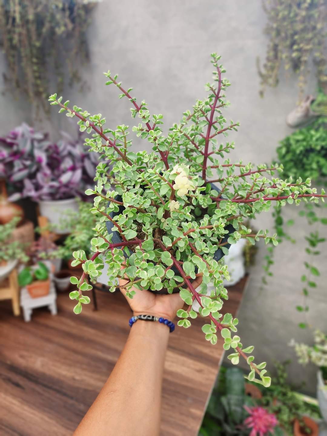 (1กระถาง) ต้น ปะการังสายรุ้ง ด่าง Portulacaria afra ต้นปะการังสายรุ้ง ปะการัง สายรุ้ง ด่าง ต้นปะการัง ทษณน