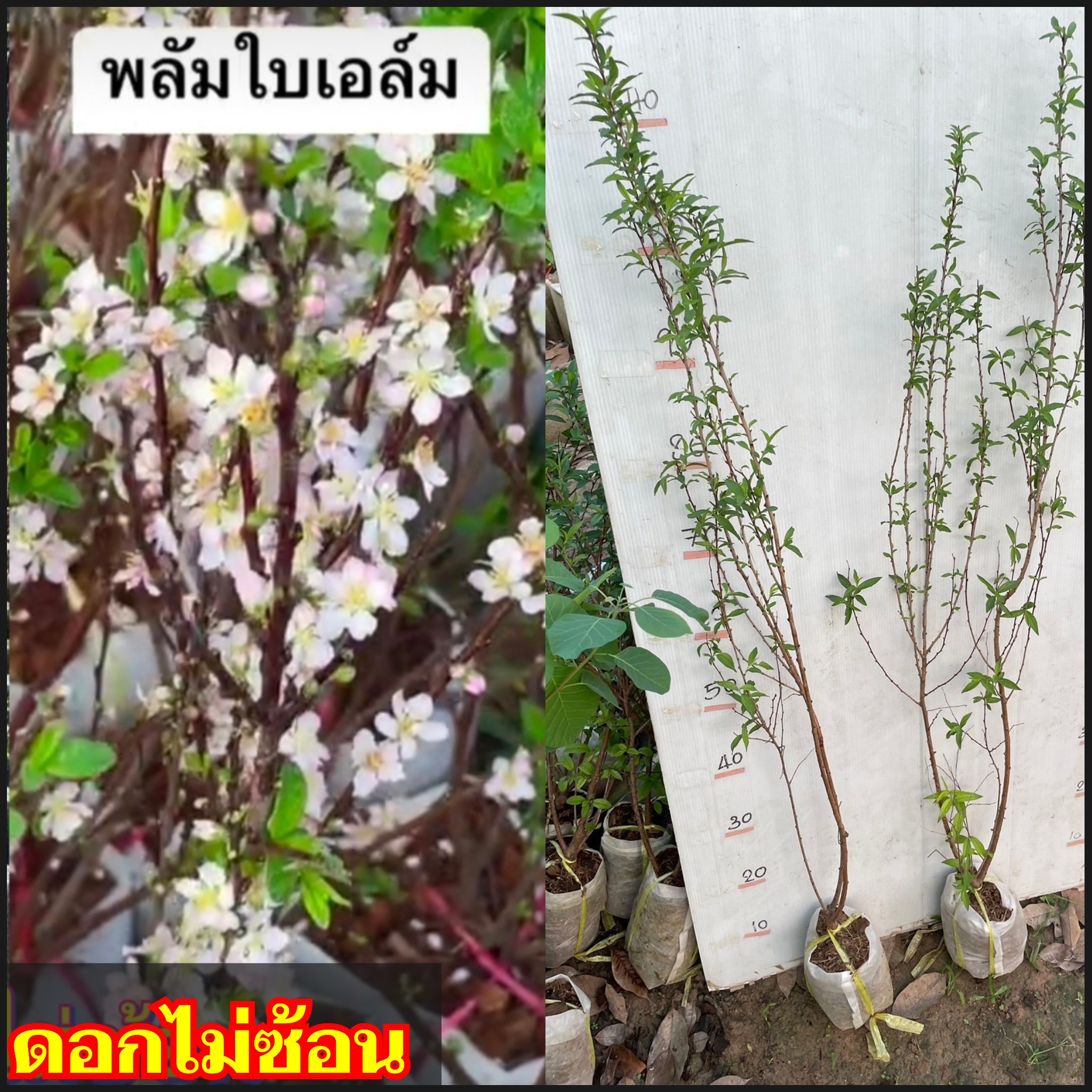 (1ต้น) ต้น พลัมใบเอล์ม ต้นพลัมใบเอล์ม ดอกซ้อน / ศรัญลักษณ์ สำเนา