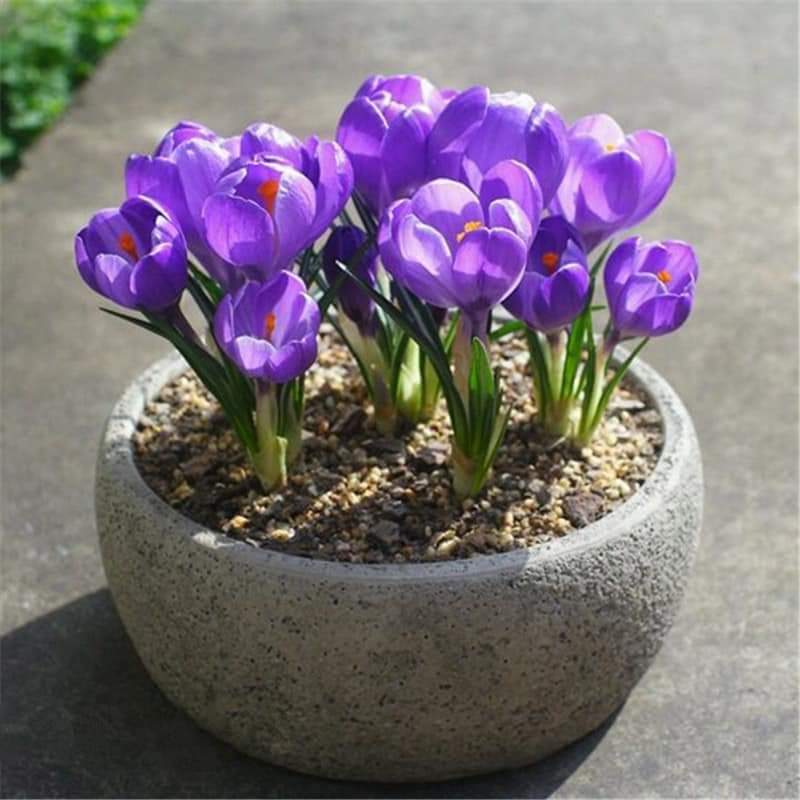 (1หัว) หญ้าฝรั่น หญ้า ฝรั่น ( ฝะหรั่น ) หรือเรียกว่า Saffron Crocus / ศรัณย์รักษ์