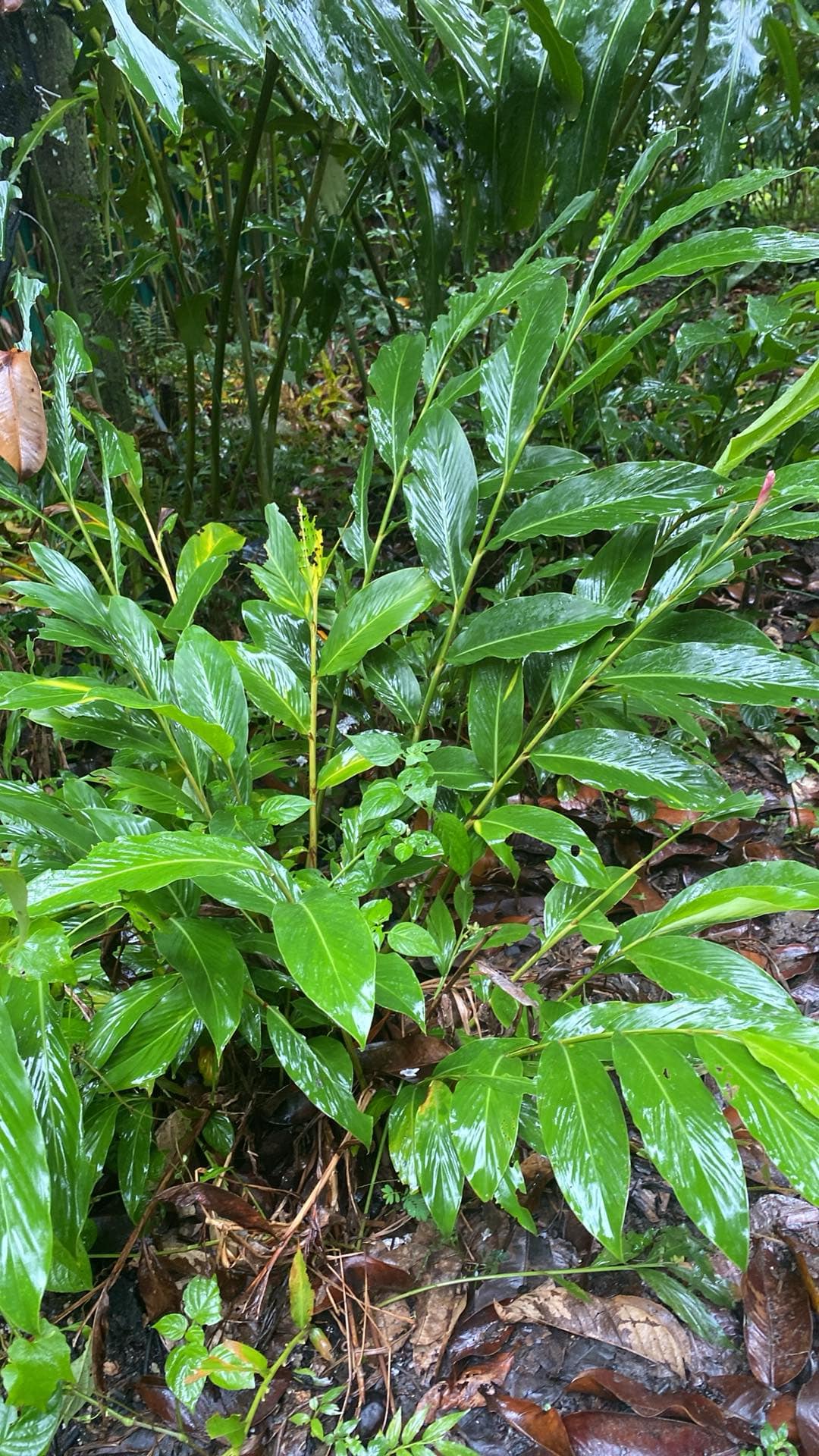 ต้น หน่่อ ดอก ขิงชมพู ต้นขิงชมพู สีชมพู ขิงแดง ต้นขิงแดง สีแดง ขิงประดับ Alpinia purpurata Eileen Macdonald / eenahcad