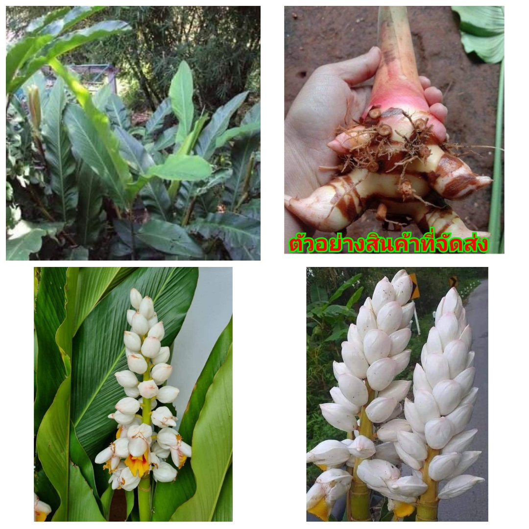 ดอก ต้น หัว เหง้า ต้นขิงไข่มุก ขิงใข่มุก ขิงไข่มุก Alpinia zerumbet สำเนา