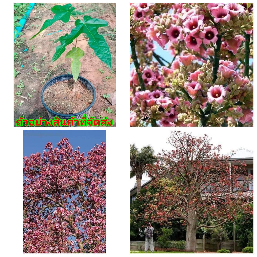 ดอก ต้น เพลิงชมพู ต้นเพลิงชมพู ดอกเพลิงชมพู Brachychiton discolor Queensland Lacebark ไม้ไทยดอกหอม