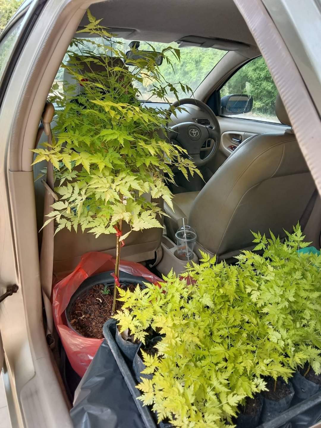 (1ต้น) ต้น เกษมณีสีทอง เมเปิ้ลเขียว เมเปิ้ลไทย Melia azedarach เลี่ยนทอง นารี เกรียน เฮี่ยน เลี่ยนดอกม่วง ลำเลี่ยน ลั้วะ โขวหนาย ขู่เลี่ยน ขู่เลี่ยนซู่ Bastard cedar, Bead tree Chaina tree Chinaball tree Persian lilac White cedar Melia azedarach L / Pongk