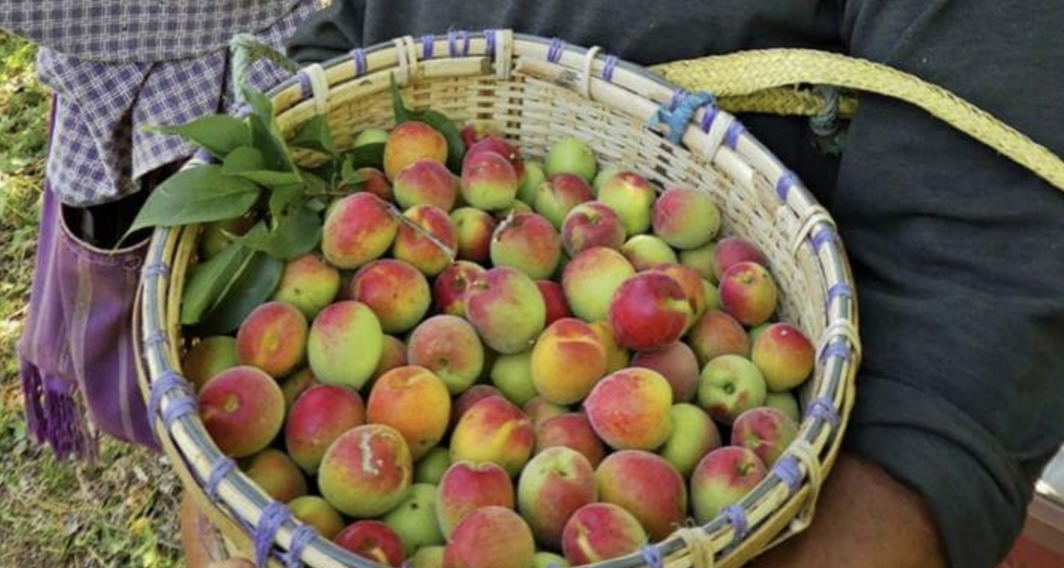 (1ต้น) ต้น แอปริคอท พันธุ์ อินเดีย India Apricot เอพริคอต แอพริคอต แอปริคอต ต้นแอปริคอท ต้นแอปริคอต / พิสุทธิ์