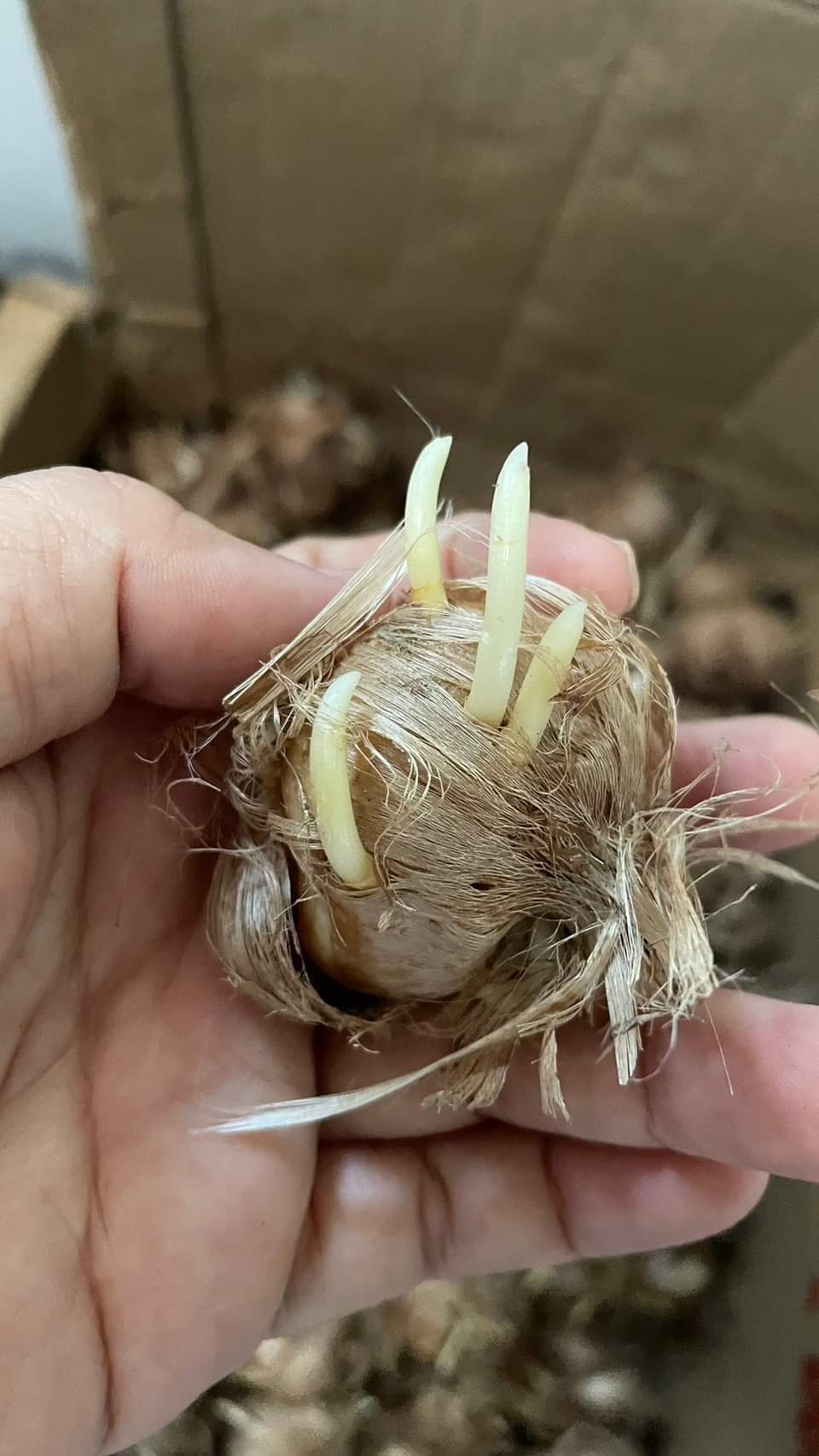 (1หัว) หญ้าฝรั่น หญ้า ฝรั่น ( ฝะหรั่น ) หรือเรียกว่า Saffron Crocus / ศรัณย์รักษ์