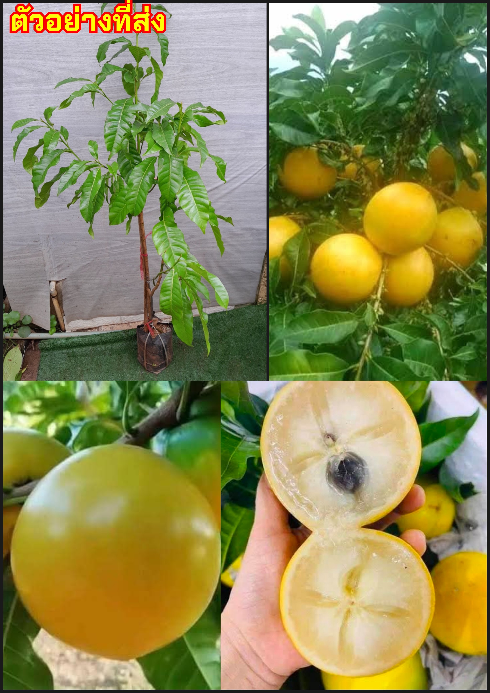 เอบิวใต้หวัน ตงมี่ ต้นอะบิว Abiu Yellow Star Apple / ahpaynup