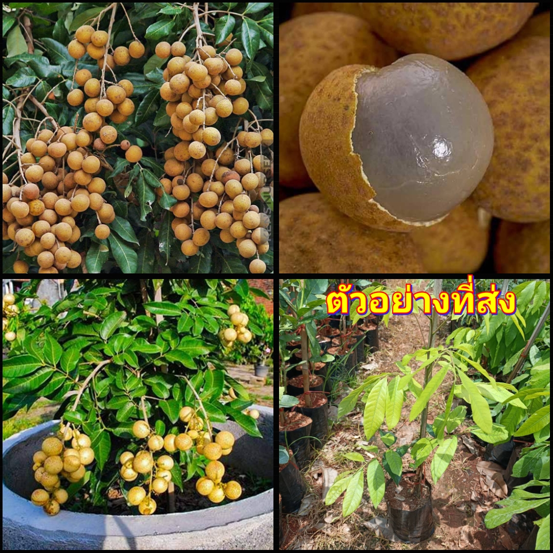 (1ต้น) ต้น เสียบยอด สูง 30-35cm ต้นลำไยพันธุ์เตี้ย ต้นลำไย พันธุ์เตี้ย เตี้ย ลำไย happy