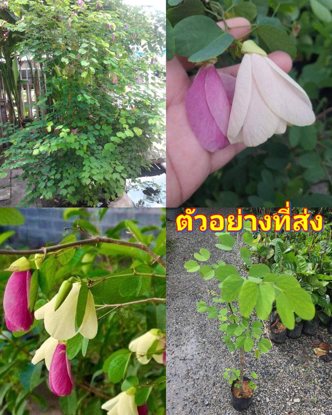 (1ต้น) สูง 40-50cm ต้น พญากาหลง ต้นพญากาหลง / นาวิน