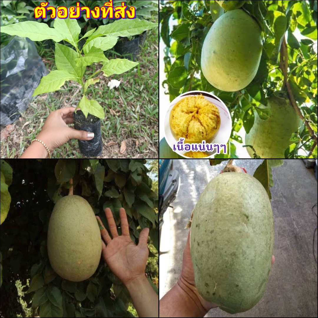(2ต้น) ต้น มะตูมยักษ์ ต้นมะตูมยักษ์ มะตูม ยักษ์ ต้นมะตูม มะตูม happy