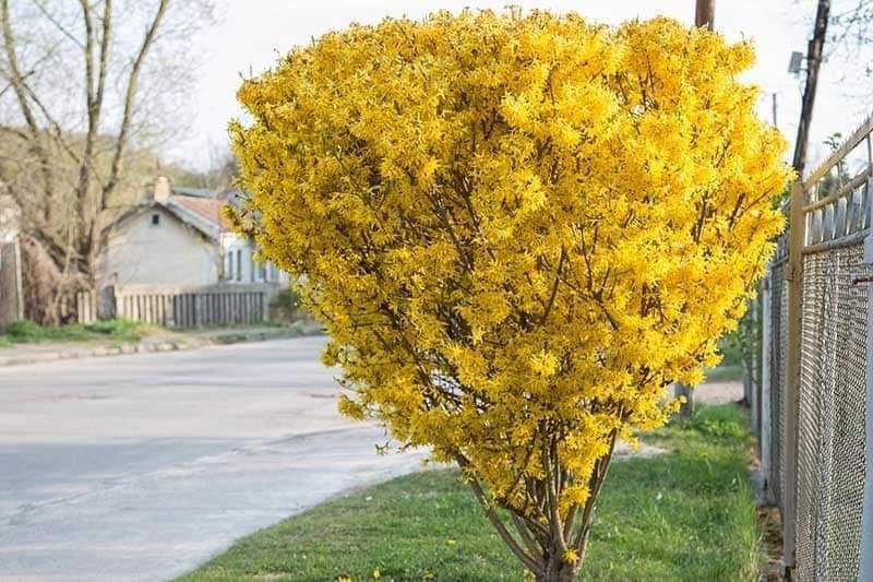 (1ต้น) ต้น ต้นฟอร์ซิเทียร์ ฟอร์ซิเทียร์ ฟอร์ซิเทีย ต้นฟอร์ซิเทีย Forsythia ศรัณย์รักษ์