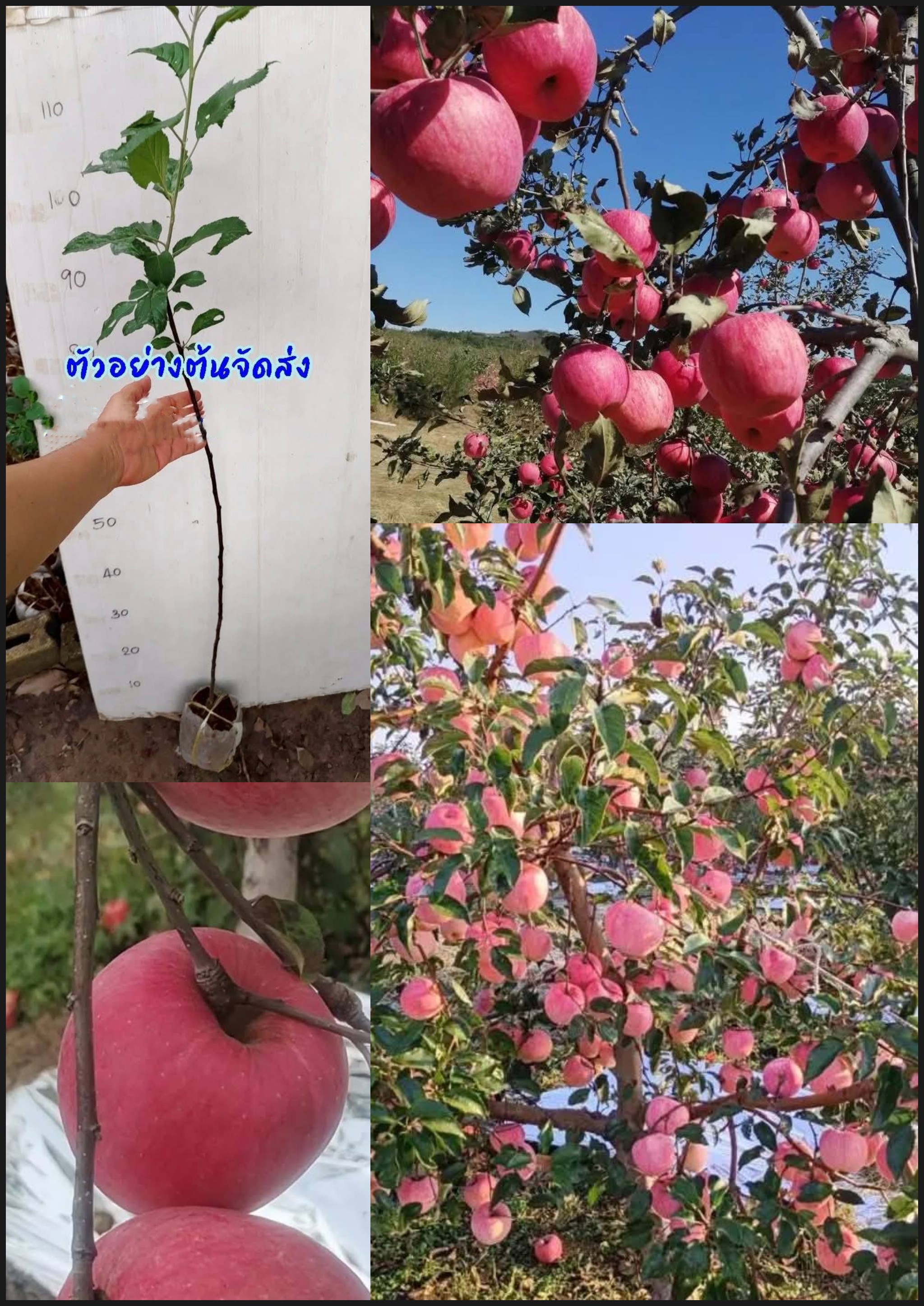 ต้นแอปเปิ้ล พันธุ์ หยางฟุ หมายเลข6 (烟富6号) ชื่อพันธุ์ : Yanfu 6 (Huiduan 3) Apple tree / klisnus