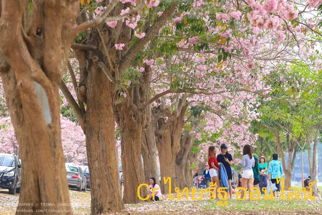 (1ต้น) ต้น ดอก ชมพูพันธุ์ทิพย์ ต้นชมพูพันธุ์ทิพย์ เมล็ด / ประภัสสร
