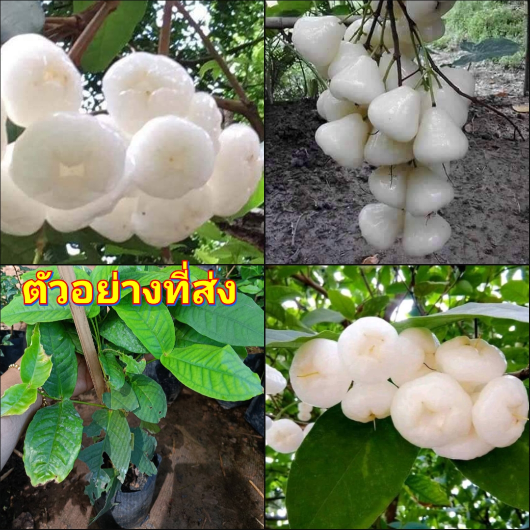 (2ต้น) ต้น ต้นชมพู่แก้ว หรือ ต้นชมพู่พลาสติก ชมพู่แก้ว ชมพู่พลาสติก ชำกิ่ง / happy