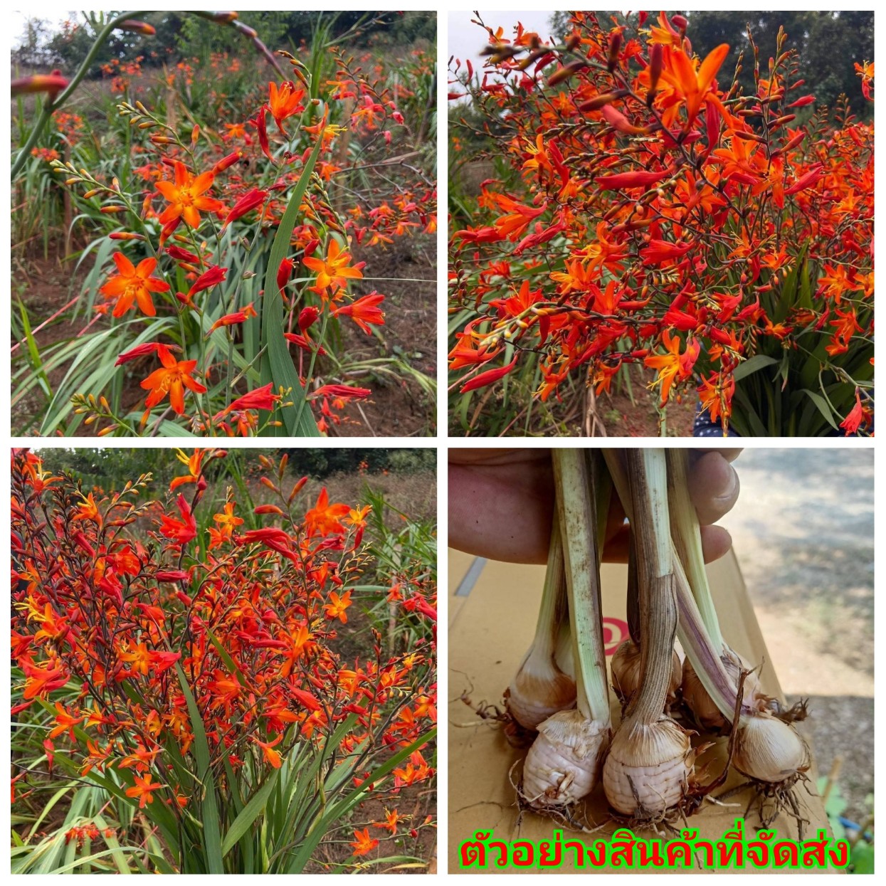 (ขายเป็นเซต3หน่อ) (ขาย หน่อพันธุ์) หน่อ ต้น มงต์เบรเทีย Montbretia มงต์เบรเทีย happy