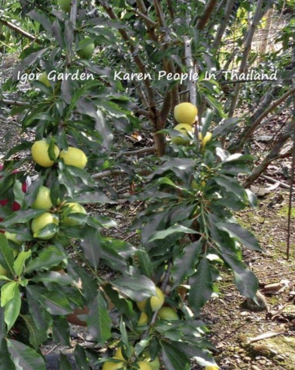 (1ต้น) ต้น พลัมคอส ต้นพลัมคอส ต้นพลัม พลัม คอส Plumcot / พิสุทธิ์