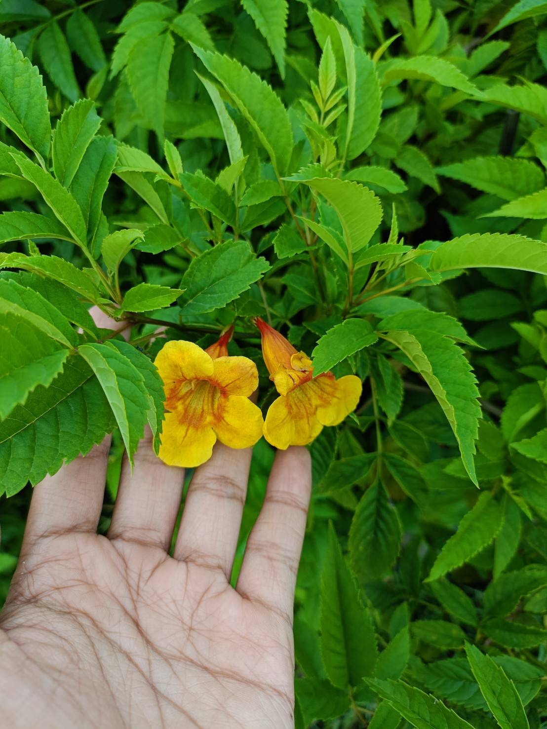 (2ต้น) ต้น ทองอุไรมิกกี้เมาส์ ทองอุไร ต้นทองอุไร มิกกี้เมาส์ happy