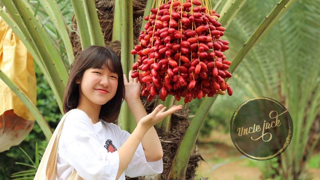 รวม มี 7 รายการ กาแฟ น้ำตาลโตนดผง แท้100% อินทผลัม เดกเลทนัวร์ เมดจูล degletnour เม็ดมะม่วงหิมพานต์ อบ ตรา uncle jack อังเคิลแจ็ค ตาลบุรี