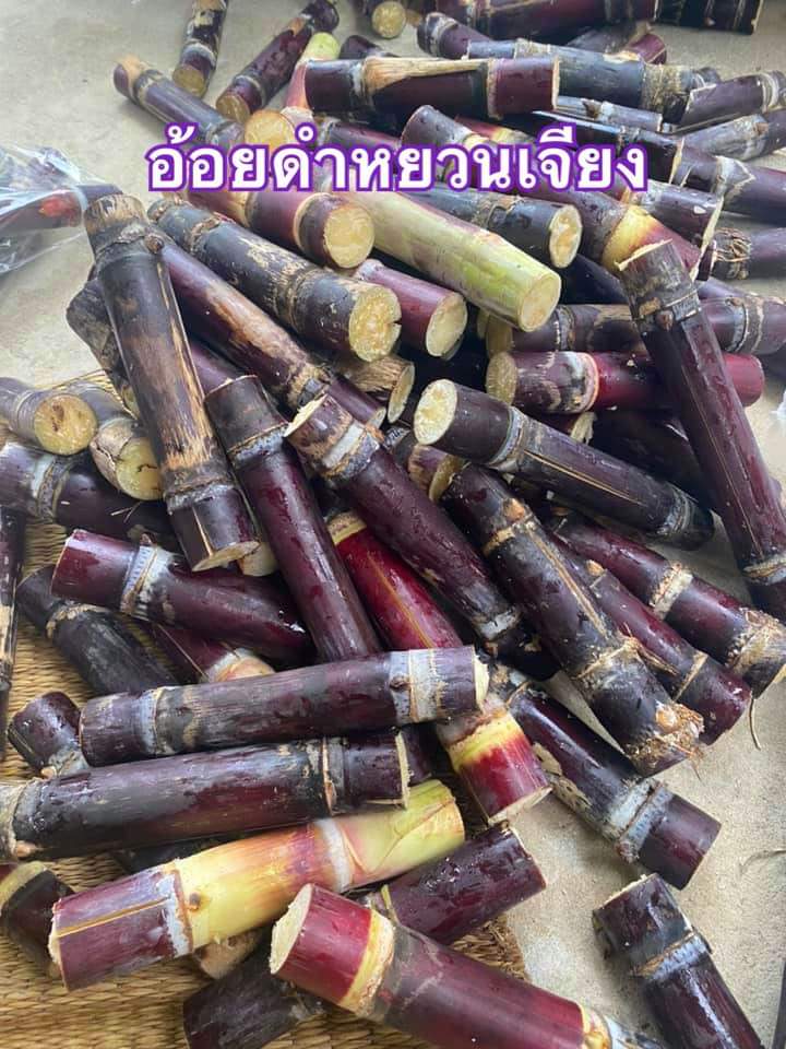 (10ข้อตา)(ขาย ท่อนพันธุ์) ท่อนอ้อยสด อ้อยสด อ้อยเคี้ยว อ้อยคั้นน้ำ อ้อยกรอบ อ้อยดำหยวนเจียง อ้อยดำ อ้อย อ้อยควั่น เกษตรบ้านทุ่ง