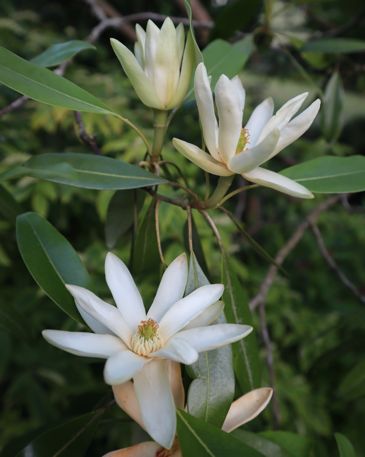 แมกโนเลียเวอร์จิเนียน่า Magnolia virginiana สวีทเบย์ แมกโนเลีย Sweetbay Magnolia / apahcin /nivan
