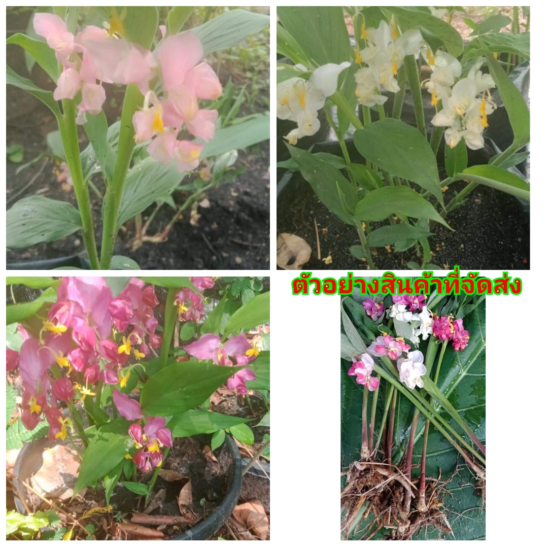(1ต้น)(ขาย หน่อพันธุ์) ดอก ต้น หน่อ เหง้า โรเซีย สายพันธุ์ ดอกเข้าพรรษา ต้นเข้าพรรษา เข้าพรรษา หงส์เหิน สี ขาว แดง ชมพู ราชินีป่าฝน