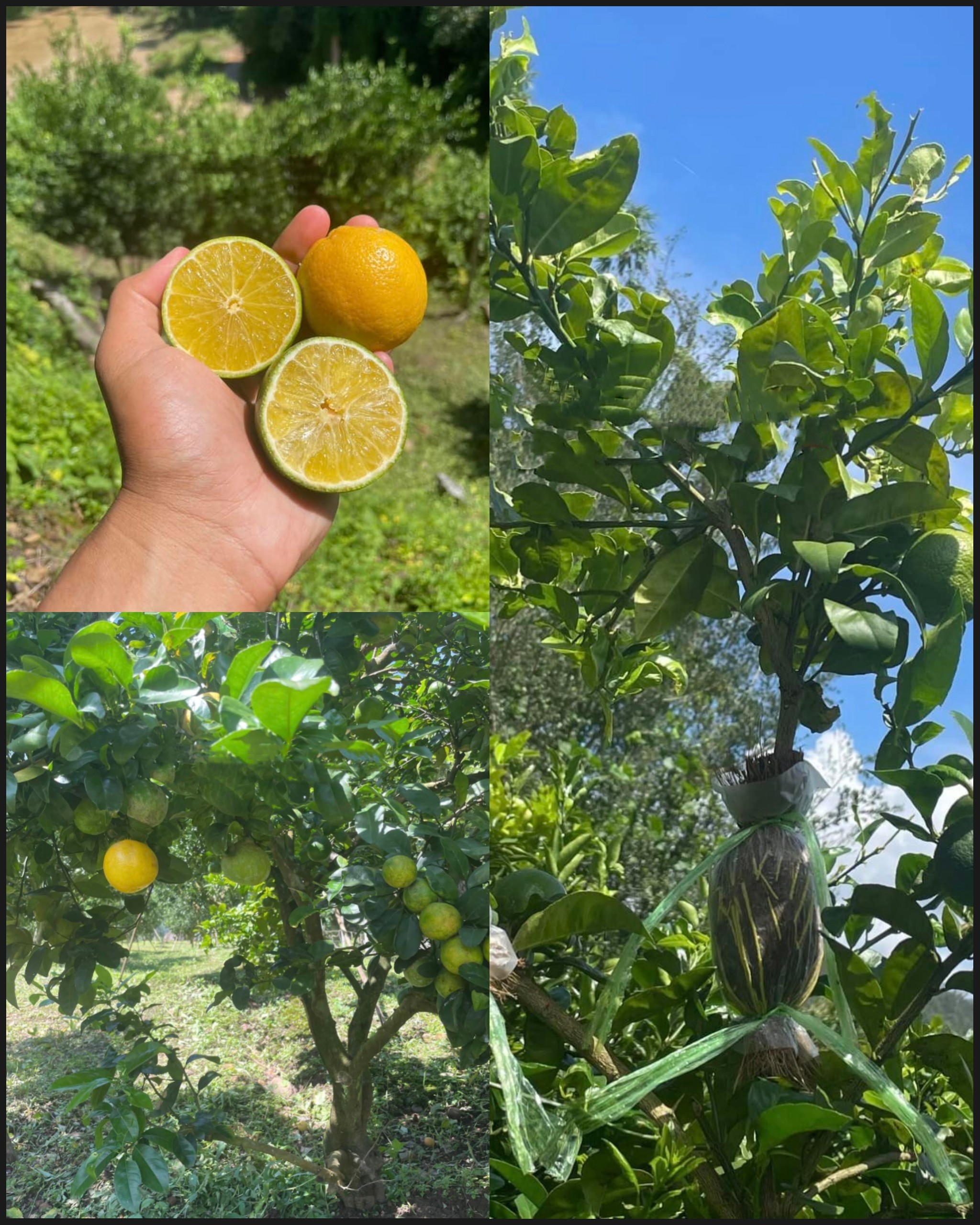 (1กิ่งตอน) ต้น มะนาวพื้นเมือง ประเทศอิตาลี Native Italian lemon / pisut