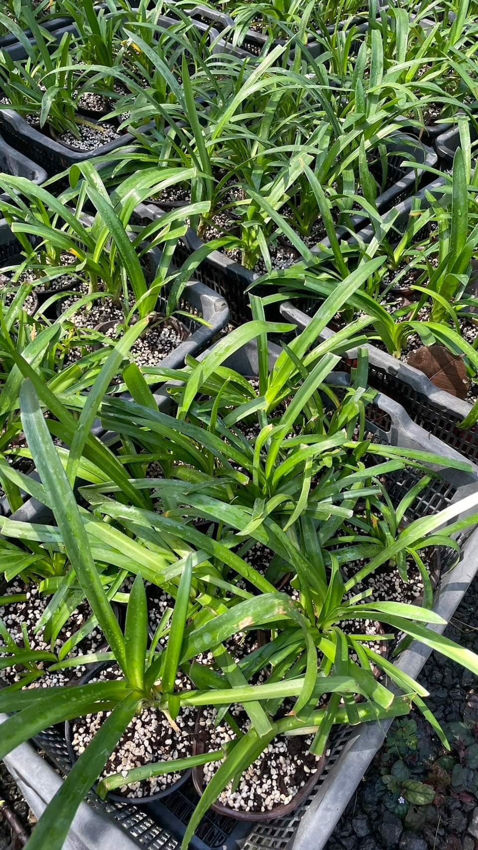 (1ต้น) ต้น อะกาแพนทัส ต้นอะกาแพนทัส Agapanthus Blue African lily Lily of nile / ศรัญลักษณ์