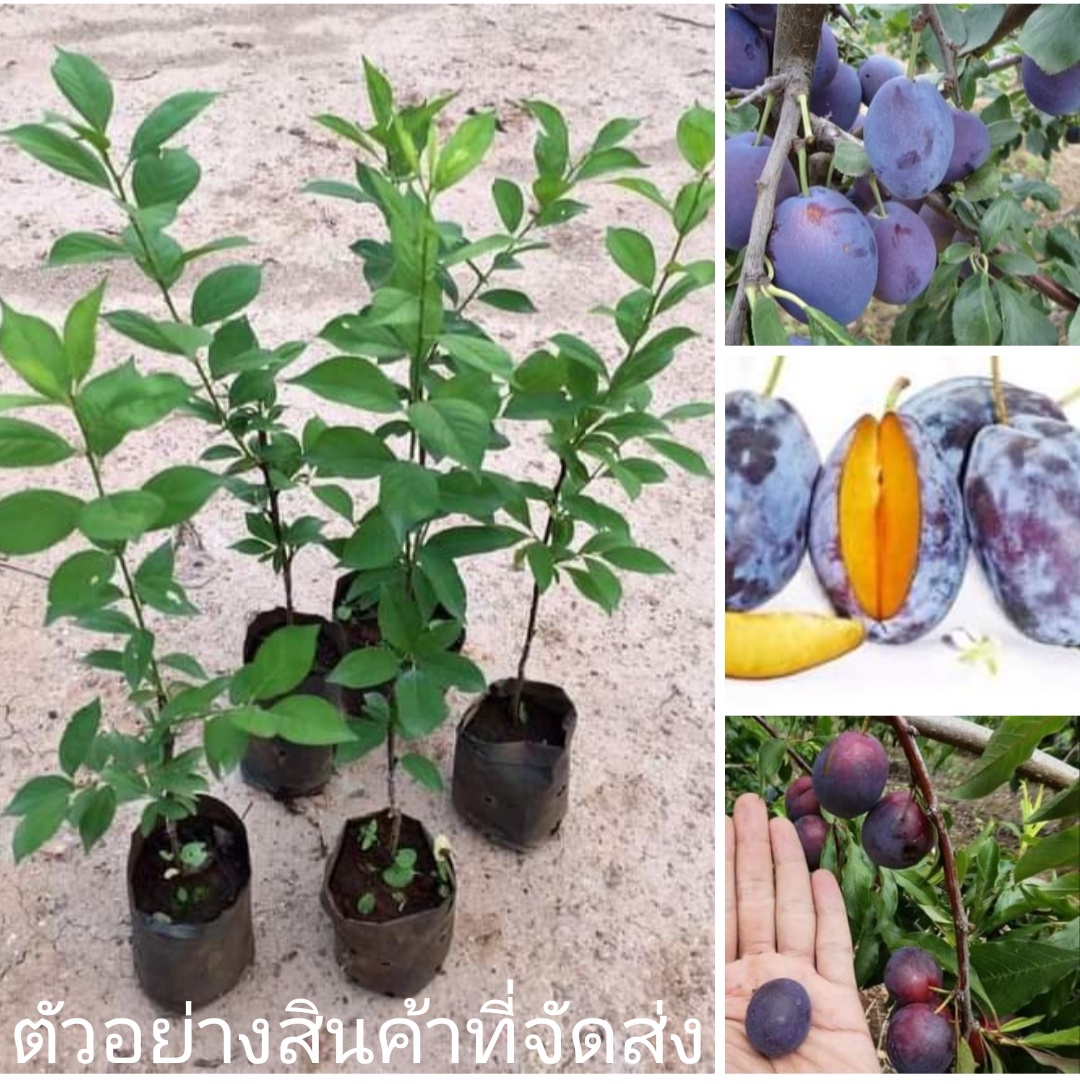 (ขาย ต้นพันธุ์) ต้น ลูกพรุน อิตาเลี่ยน ( Italian Prune ) ลุงน้อย พันธุ์กล้าไม้ ต้นลูกพรุน ลูกพรุนอิตาเลียน