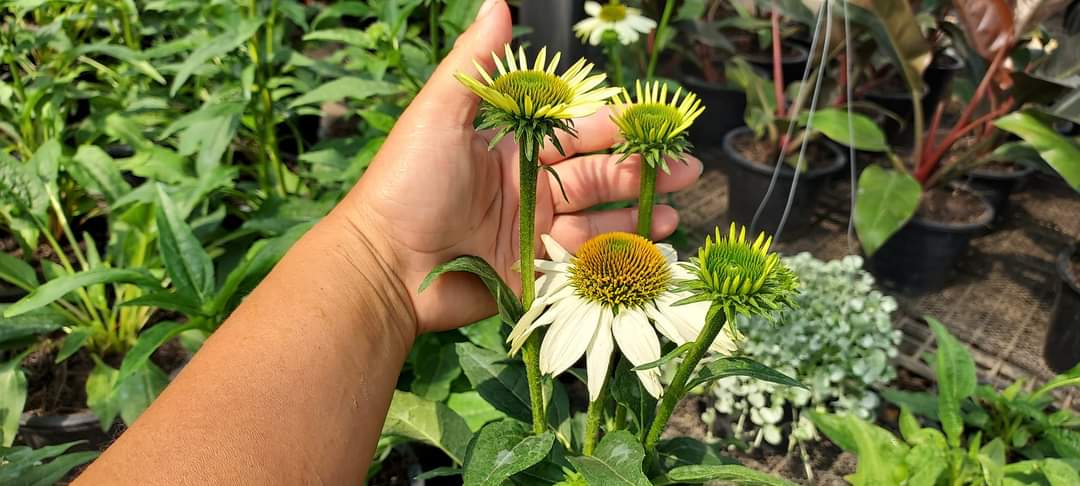 (1ต้น) ต้น เอ็คไคนาเซีย Echinacea ต้นเอ็คไคนาเซีย / Paradise