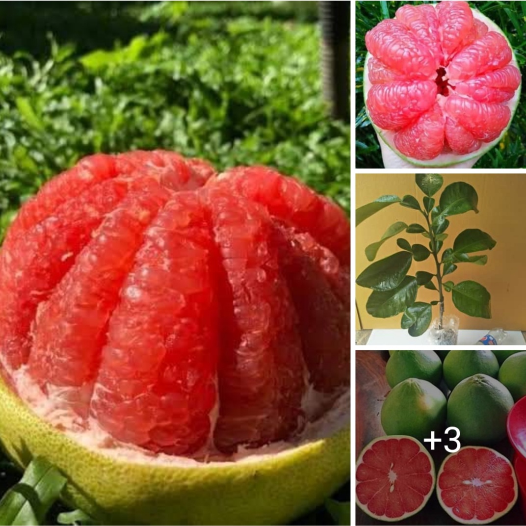 ต้นพันธุ์ส้มโอทับทิมสยาม ขาย ต้น ส้มโอทับทิมสยาม กลิ่นโคลน