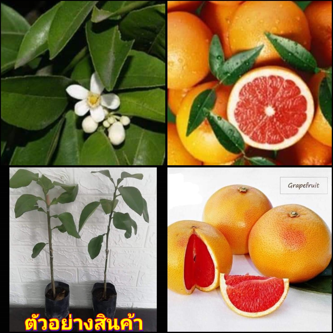 (1ต้น)(vาย ต้นพันธุ์) ต้น เกรปฟรุต Grapefruit ต้นเกรปฟรุต ไร่อิงดาว เสียบยอด