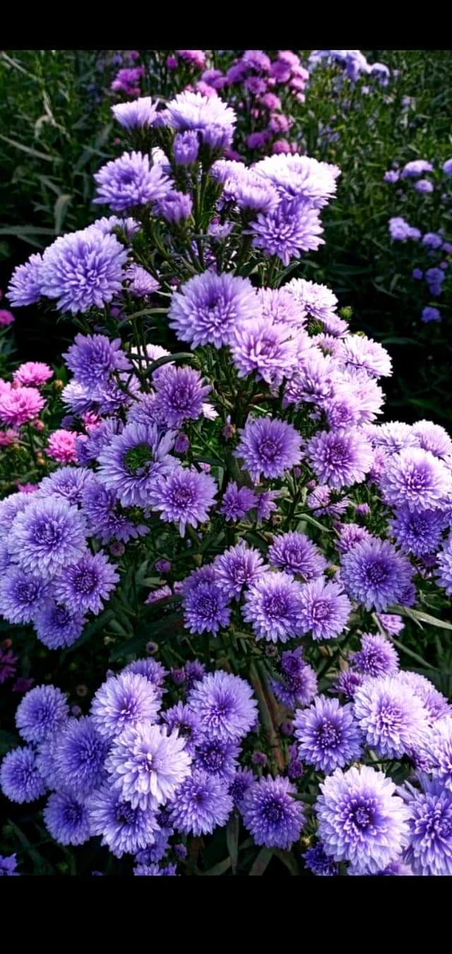 (50ต้น) มาปลูกดอกไม้สีสันสดใสสวยงาม ให้บ้านคุณน่าอยู่กัน จ้า.. ต้น ดอก มากาเร็ต & คัตเตอร์ white cutter flower margaret