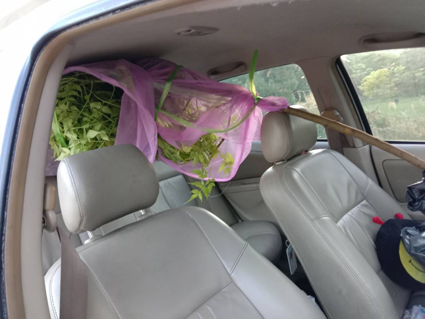 (1ต้น) ต้น เกษมณีสีทอง เมเปิ้ลเขียว เมเปิ้ลไทย Melia azedarach เลี่ยนทอง นารี เกรียน เฮี่ยน เลี่ยนดอกม่วง ลำเลี่ยน ลั้วะ โขวหนาย ขู่เลี่ยน ขู่เลี่ยนซู่ Bastard cedar, Bead tree Chaina tree Chinaball tree Persian lilac White cedar Melia azedarach L / Pongk