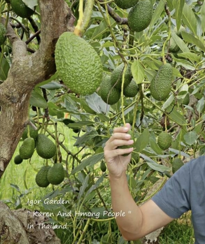 (1ต้น) ต้น อะโวกาโด้ อะโวคาโด อะโวคาโด้ พันธุ์ แฮส Hass Avocado ต้นอะโวคาโด / พิสุทธิ์