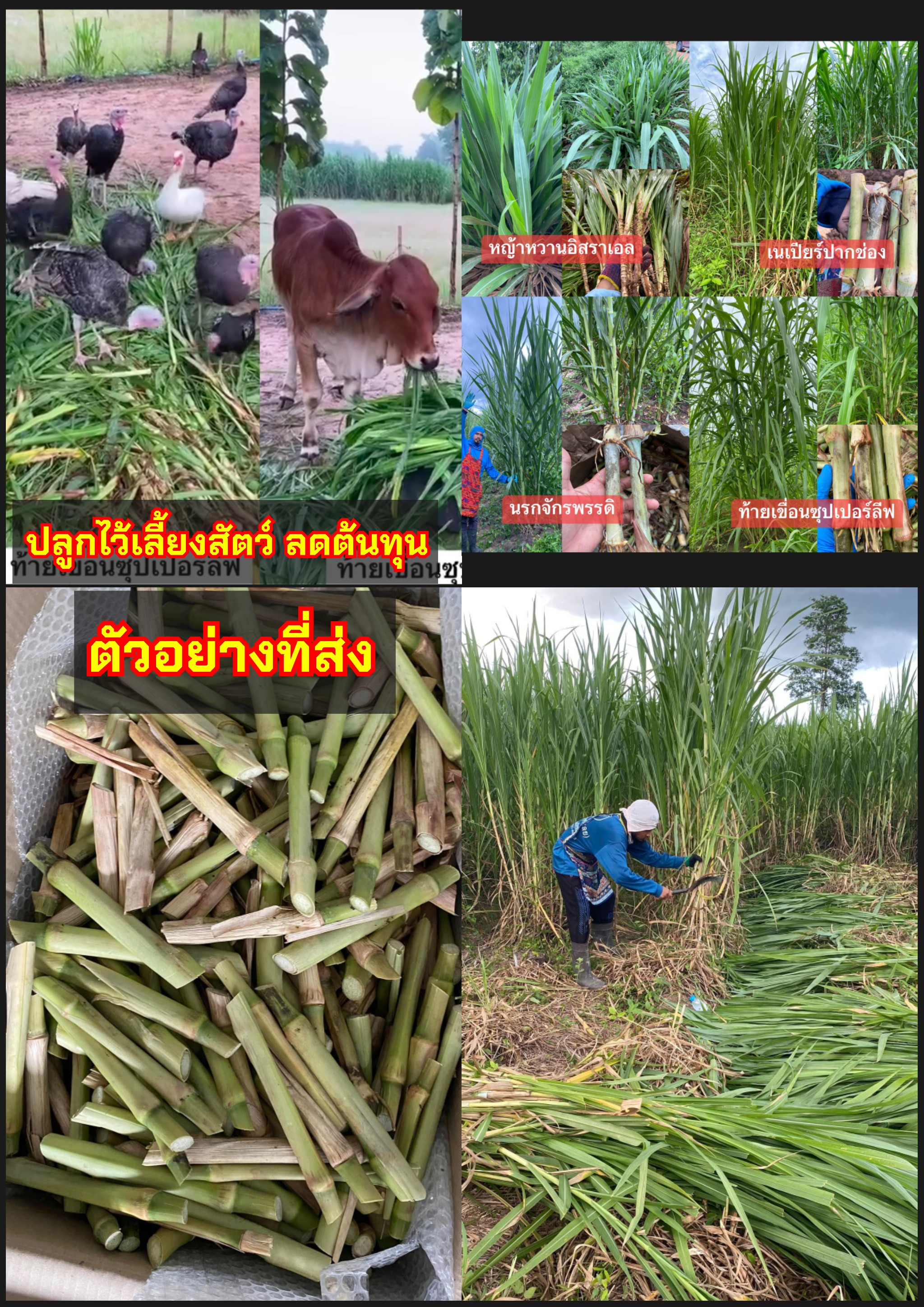 4สายพันธุ์ ท่อนพันธุ์หญ้า เนเปียร์ปากช่อง นรกจักรพรรดิ์ ท้ายเขื่อนซุปเปอร์ลีฟ หญ้าหวานอิสราเอล pasture grass grazing grass / atisoy