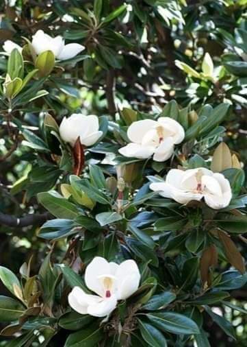 (1ต้น) สูง 80cm ต้น แมกโนเลีย แกรนด์ดิฟฟอร่า Magnolia grandiflora ตอนกิ่ง / Navin