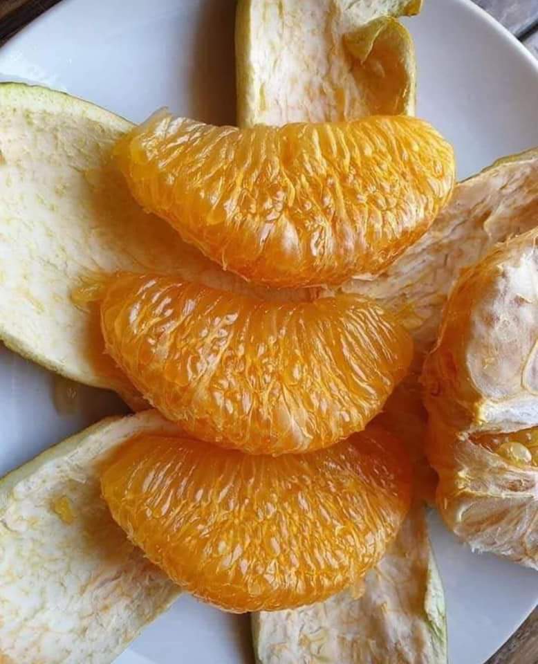 (1ต้น)(ขาย ต้นพันธุ์) ต้น ส้มโอทองสยามติดตา ต้นส้มโอทองสยาม ติดตา ต้นส้มโอ ส้มโอ เบนซ์