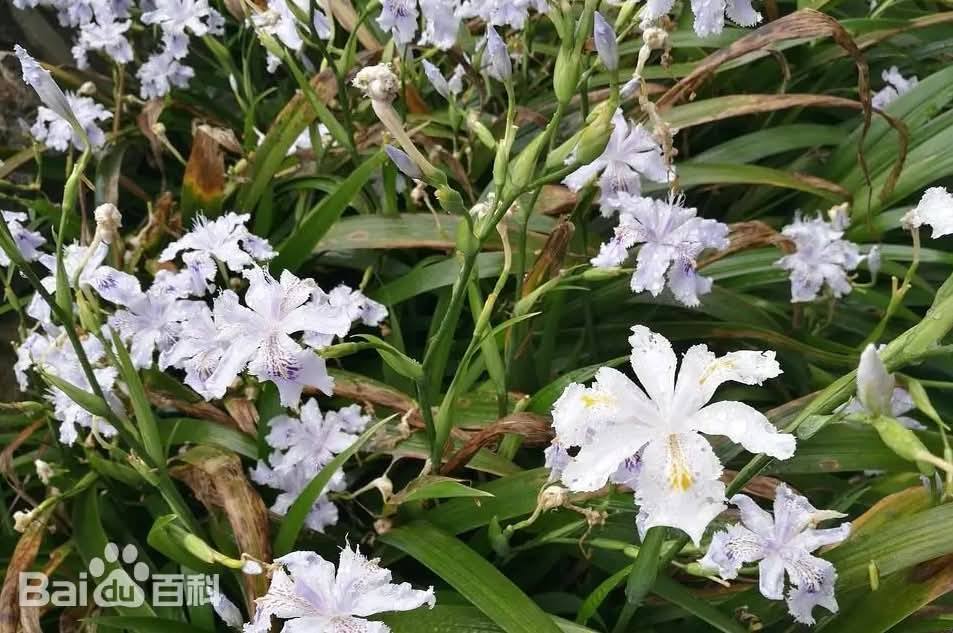 ต้นไอริสภูเขา ต้นไอริสยา ไอริสภูเขา ไอริสยา ต้นไอริส ภูเขา 扁竹兰 Iris confusa Sealy / klisnus