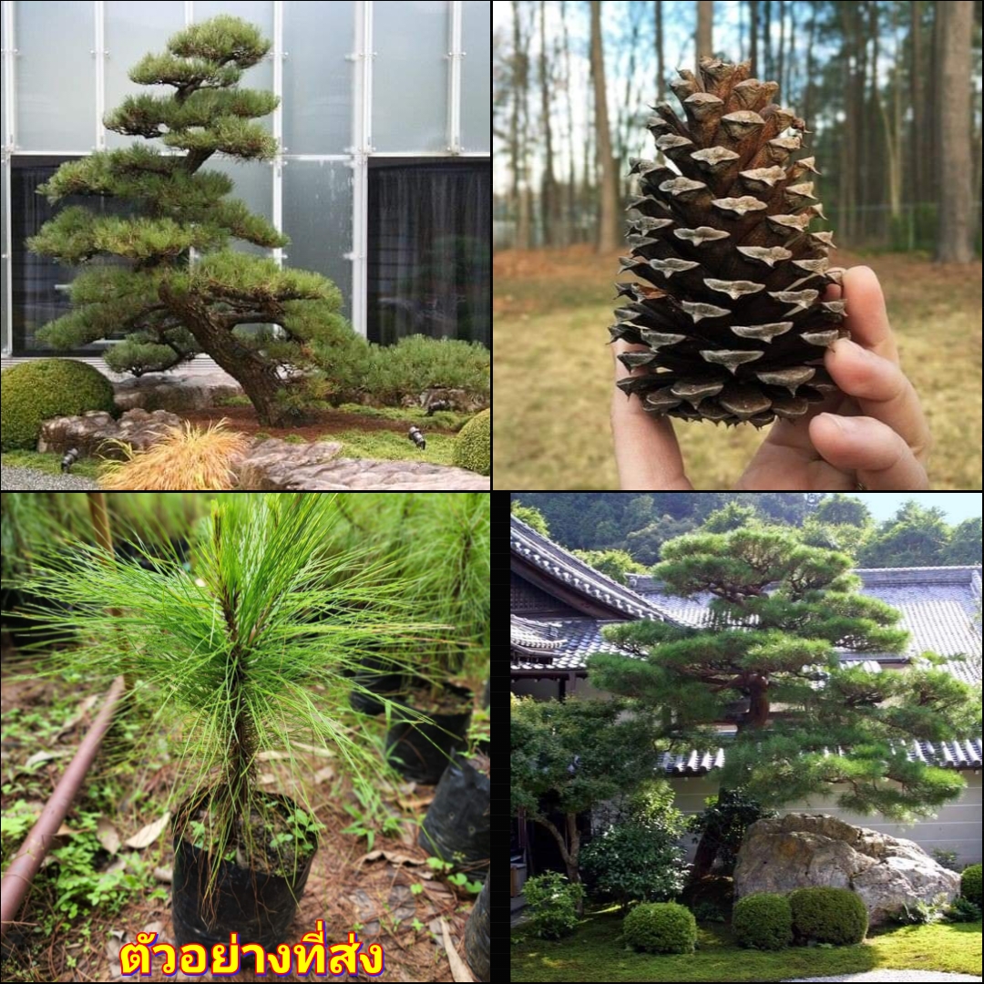 (1ต้น) ต้น ต้นสน Pinus kesiya สนสามใบ หรือ เกี๊ยะแดง สน ต้นสนสามใบ ทษณน สำเนา