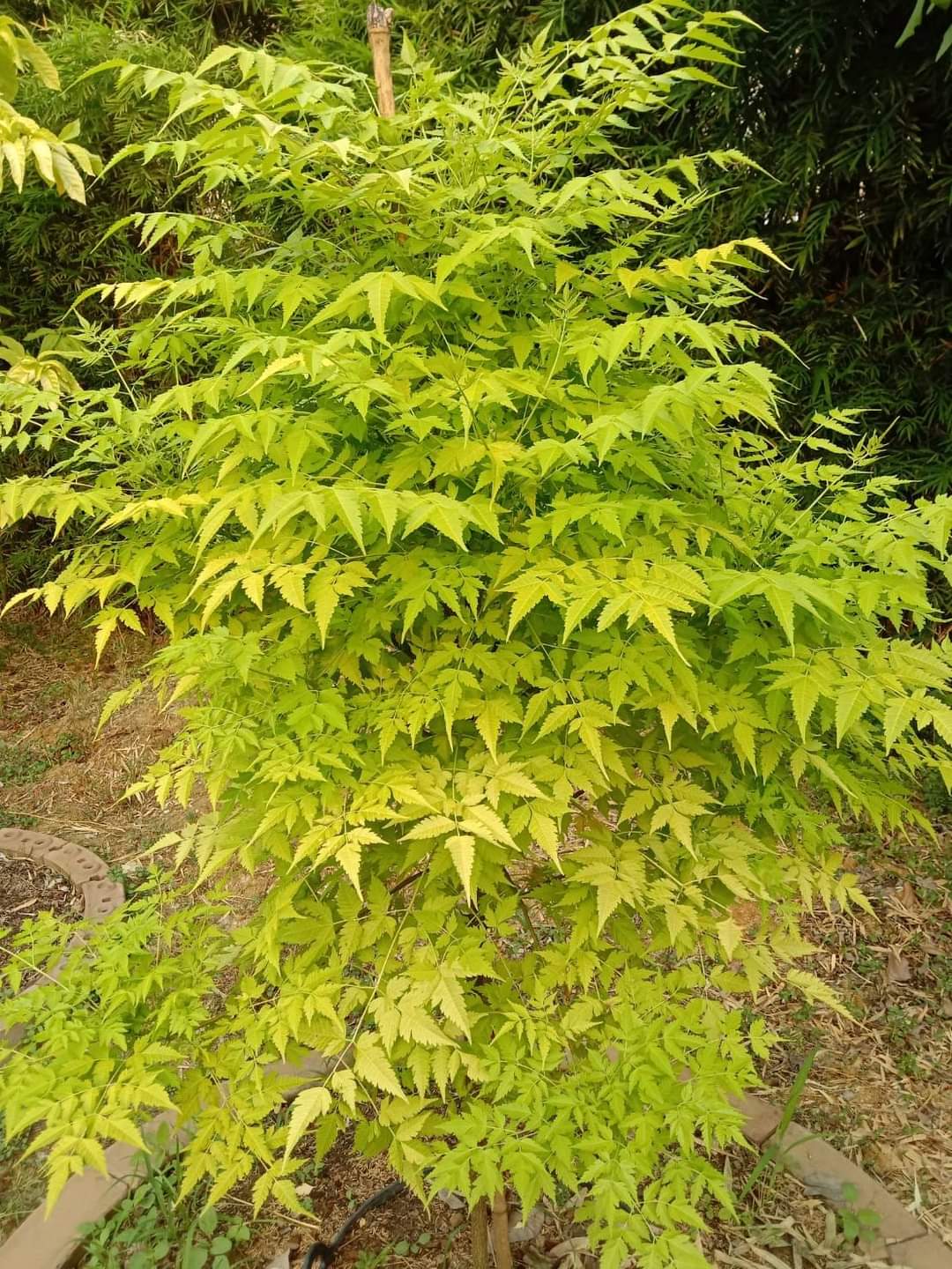 (1ต้น) ต้น เกษมณีสีทอง เมเปิ้ลเขียว เมเปิ้ลไทย Melia azedarach เลี่ยนทอง นารี เกรียน เฮี่ยน เลี่ยนดอกม่วง ลำเลี่ยน ลั้วะ โขวหนาย ขู่เลี่ยน ขู่เลี่ยนซู่ Bastard cedar, Bead tree Chaina tree Chinaball tree Persian lilac White cedar Melia azedarach L / Pongk