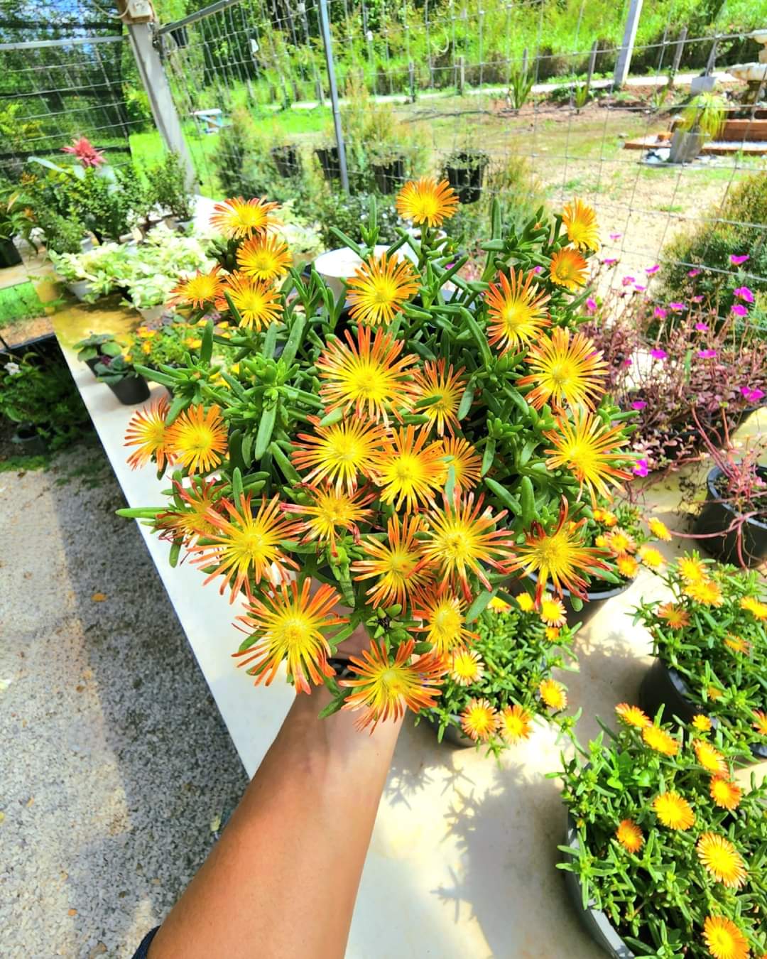(1กระถาง) ต้น ดอก อัญมณีแห่งทะเลทราย delosperma อัญมณี แห่งทะเลทราย อัญมณี แห่ง ทะเลทราย ทับทิมทะเลทราย ทษณน