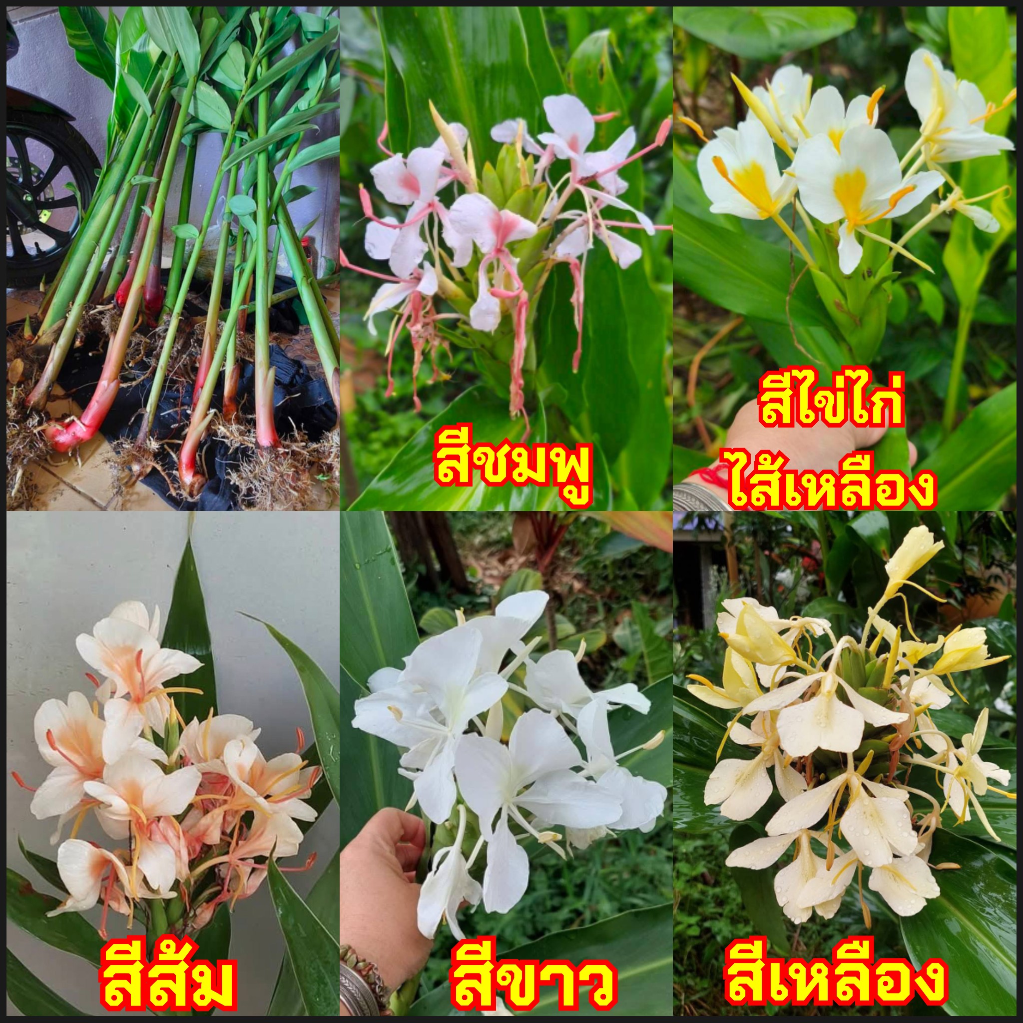 5สี หน่อ เหง้า พันธุ์ ต้น ดอก หัว ว่าน ว่านมหาหงษ์ ว่านสเลเต สะเลเต ว่านมหาหงส์ มหาหงส์ สี ขาว ส้ม เหลือง ชมพู สีไข่ไก่ ไส้เหลือง White Ginger Butterfly Lily Garland flower Ginger lily Hedychium coronarium J.Koenig / Pimvimon