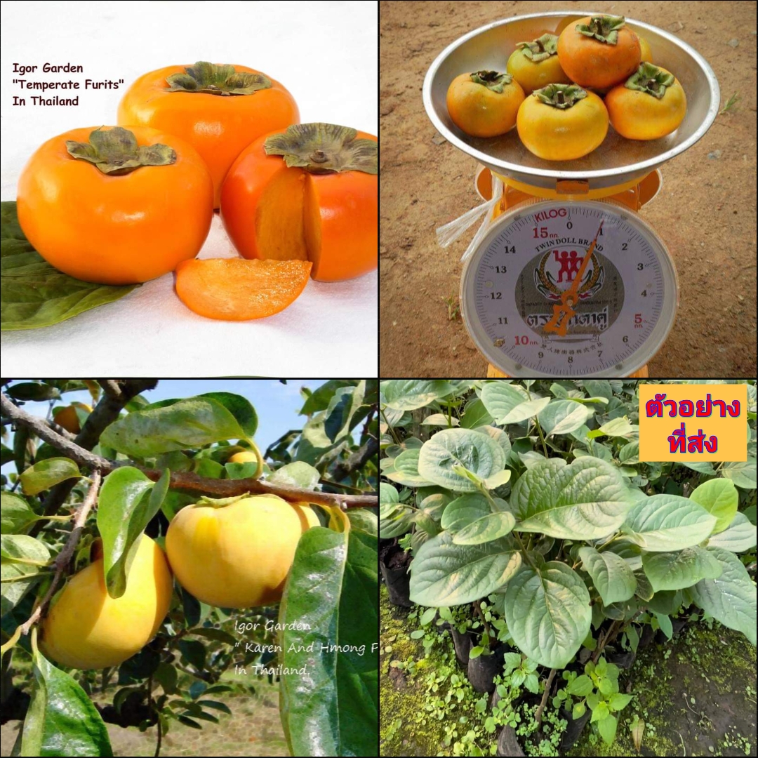 (1ต้น) ต้น พลับหวาน พันธุ์ ฟูยู่ ฟูยู ฟู่ยู่ Fuyu Persimmons ต้นพลับ หวาน แท้ 100% พิสุทธิ์