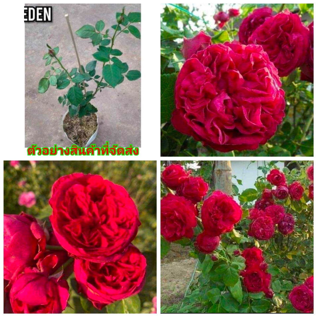 (ขาย ต้นพันธุ์) กุหลาบเลื้อย สีแดง red eden กุหลาบ เลื้อย สี แดง rose เอกลักษณ์