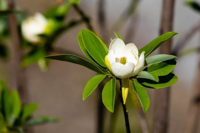 แมกโนเลียเวอร์จิเนียน่า Magnolia virginiana สวีทเบย์ แมกโนเลีย Sweetbay Magnolia / apahcin /nivan