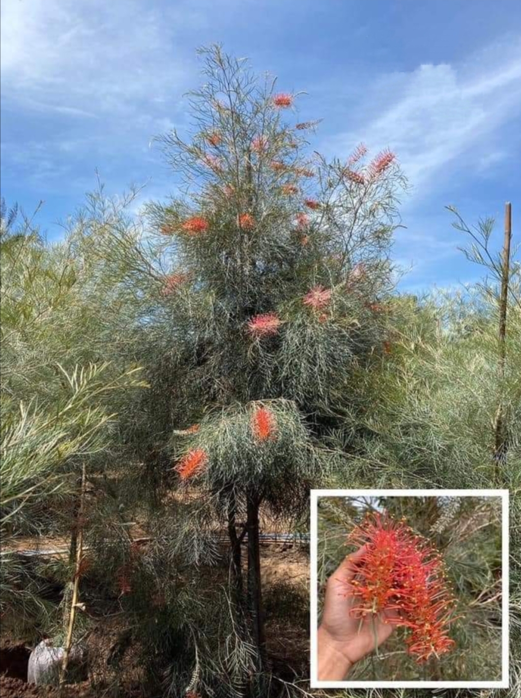 รบกวน สั่งซื้อ ผ่านไลน์ เท่านั้น (1ต้น) สูง 250cm ต้น สนเกรวิลเลีย Grevillea Bush Lemons yellow กรีวิเลีย บุช เลมอน ดอก สีเหลือง Sakphong